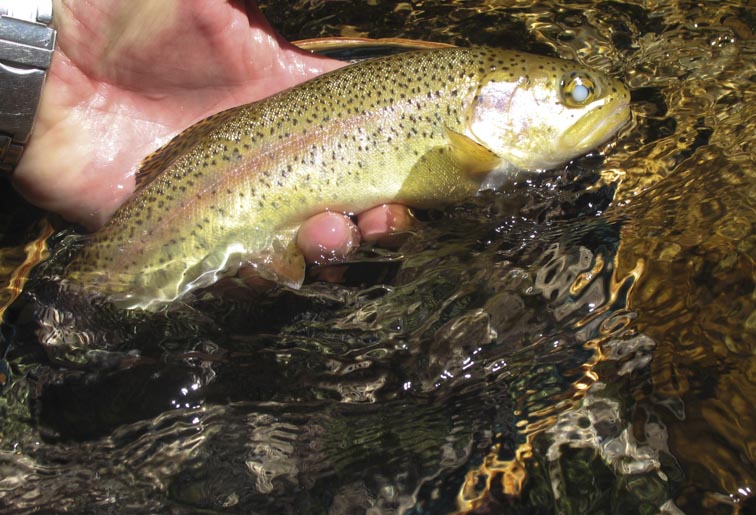 1 Ingram blind trout