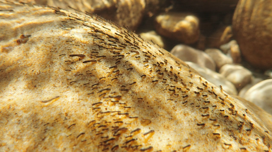 1 Simulid larvae PA290419