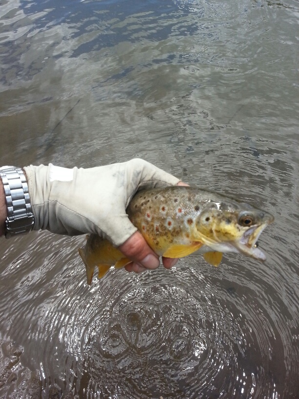 20150343 114147 Mooi River