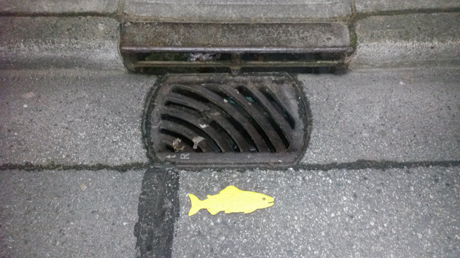 Canadian yellow fish sign on drain