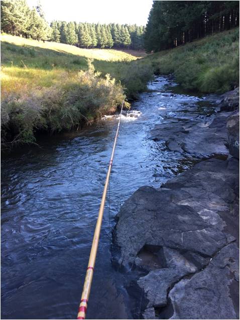 Bamboo on the Hawerspruit