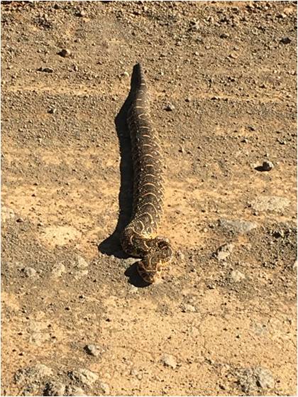 Puff-adder in the road