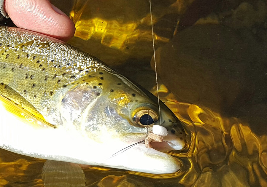 Waterwolf caught trout