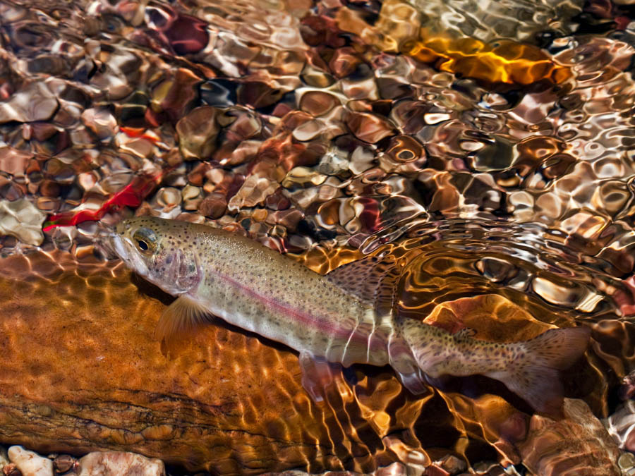 476 trout over bright pebbles