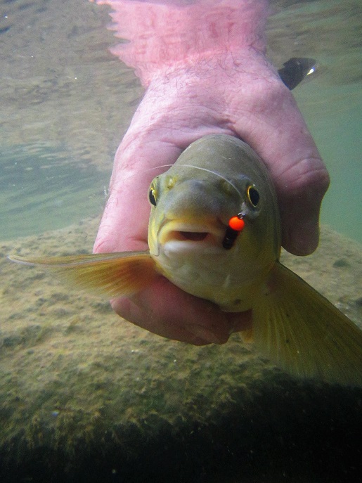 2017 Underwater 05 061