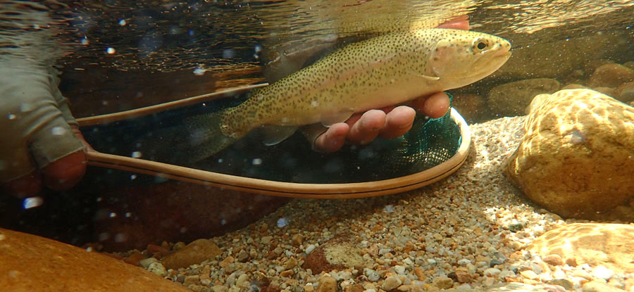 6 Trout under water PA290424