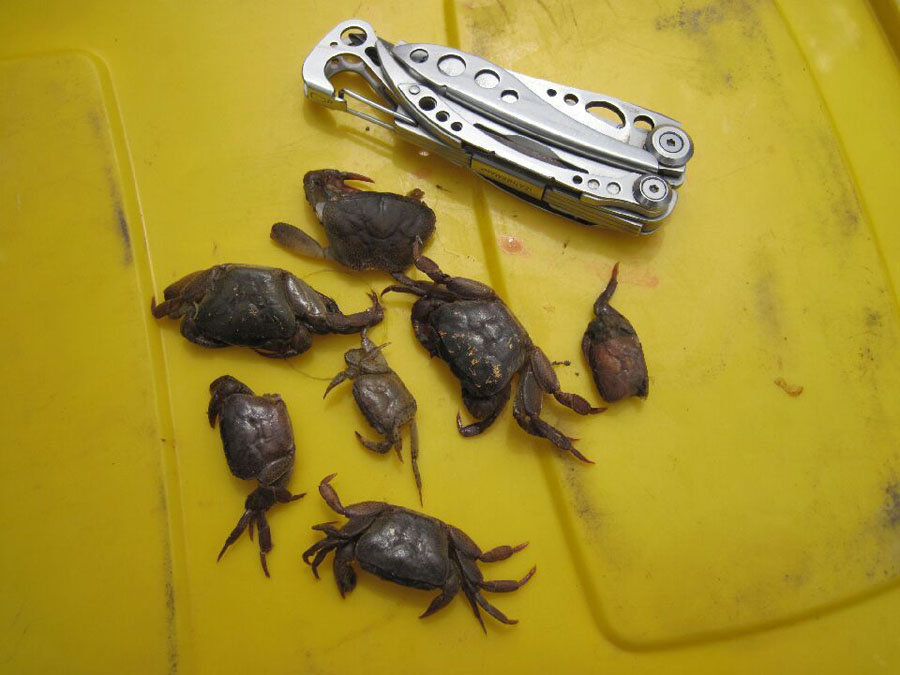 987 Somerset East 9787 crab