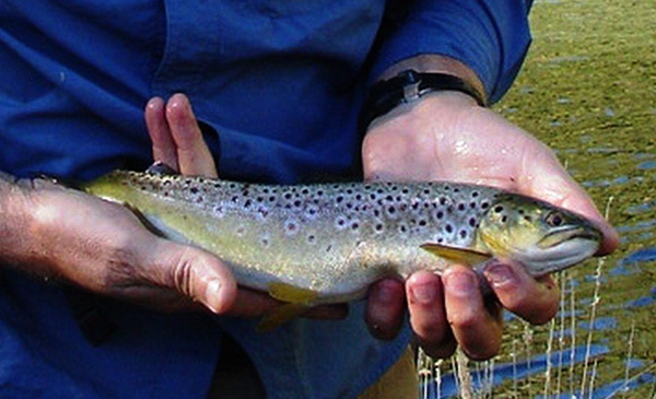 Vlooikraaltrout