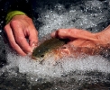 Small streams (33)