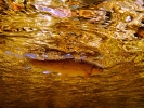 underwater trout (9)