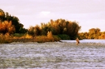 Yellowfish