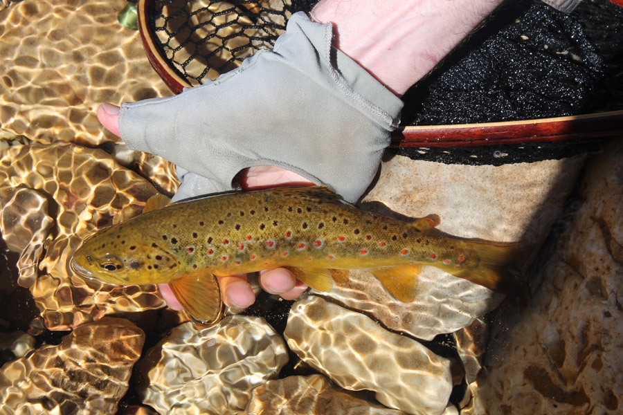Extracts from my 2 November 2014 Fly Fishing Newsletter