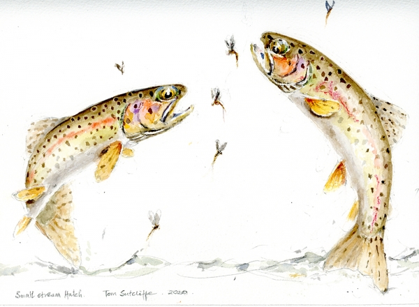 Rising to mayflies 31 x 24