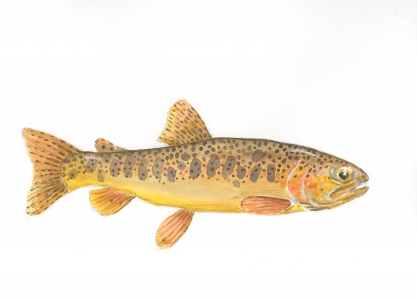 Corolrado cutthroat 28 x 19