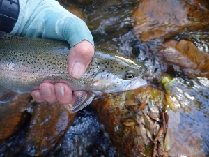 How stands the trout industry now? - An update by Ilan lax, Ian Cox of TroutSA and Prof Peter Britz, Ichthyologist, Rhodes University and also of TroutSA