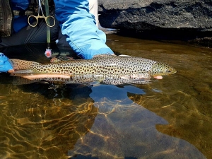 EXTRACTS FROM MY SEPTEMBER 2017 NEWSLETTER