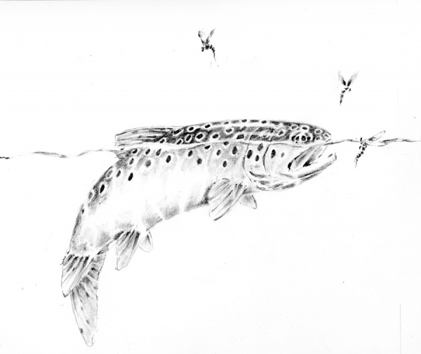 Sipping emergers for the 3rd edition of Hunting Trout - available