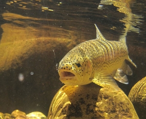 Testing the Simulid Nymph &ndash; by Ed Herbst