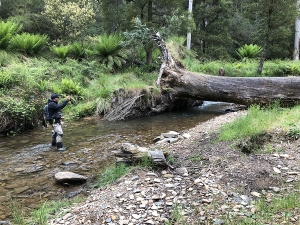 HUNTING SMALL STREAM TROUT IN AUSTRALIA
