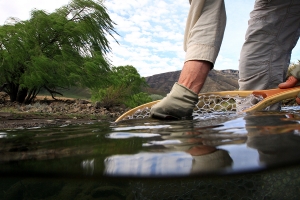 Re-thinking the Birkhall Beetle by Ed Herbst