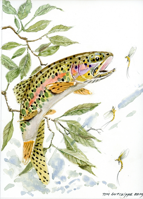 Trout against branches