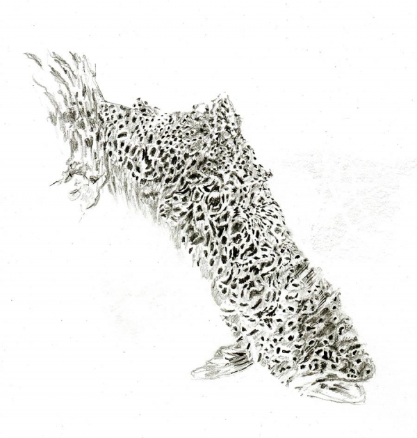 Trout in reflections