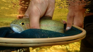 12 OCTOBER 2014 FLY FISHING NEWSLETTER -