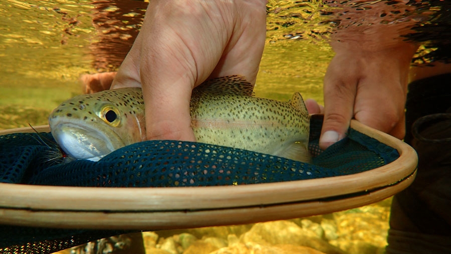 12 OCTOBER 2014 FLY FISHING NEWSLETTER -