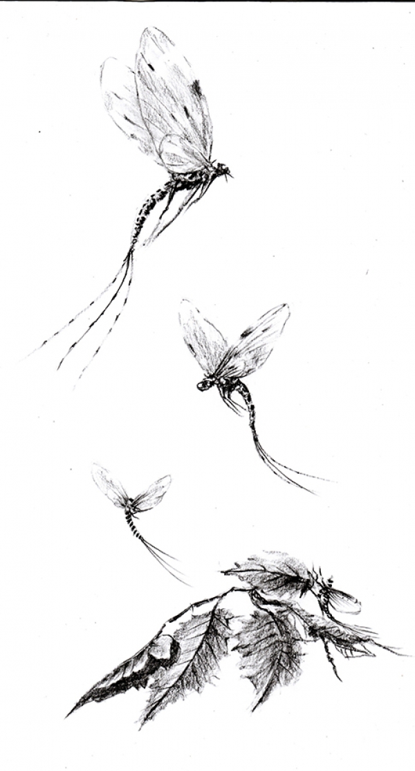 Hatching mayflies available