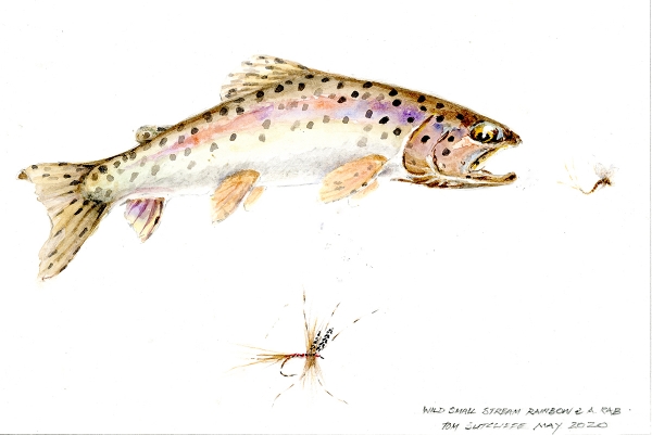 Leaping rainbow and RAB 19 x 27