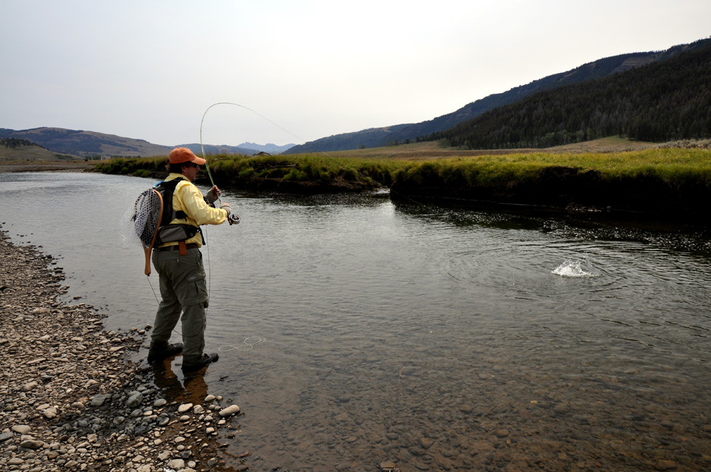 13. Lamar River. Cutthroat on. Note feeder  stream
