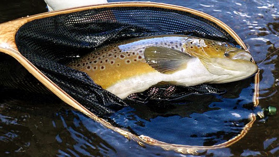 A_Geldenhuys_landing_net_in_action