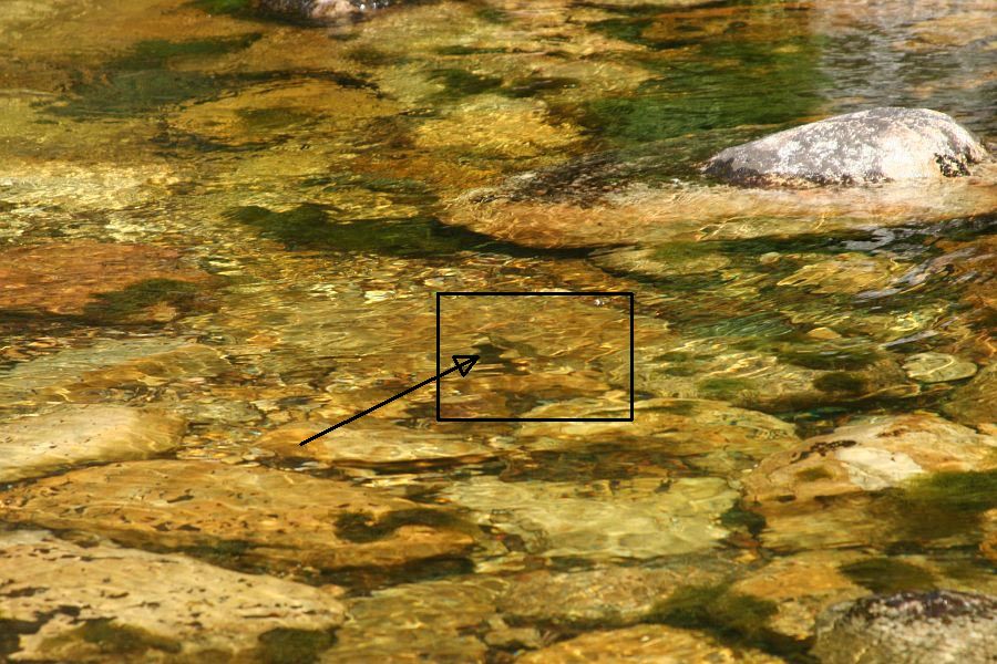 A_more_cryptic_example_of_a_draped_shadow_3-1