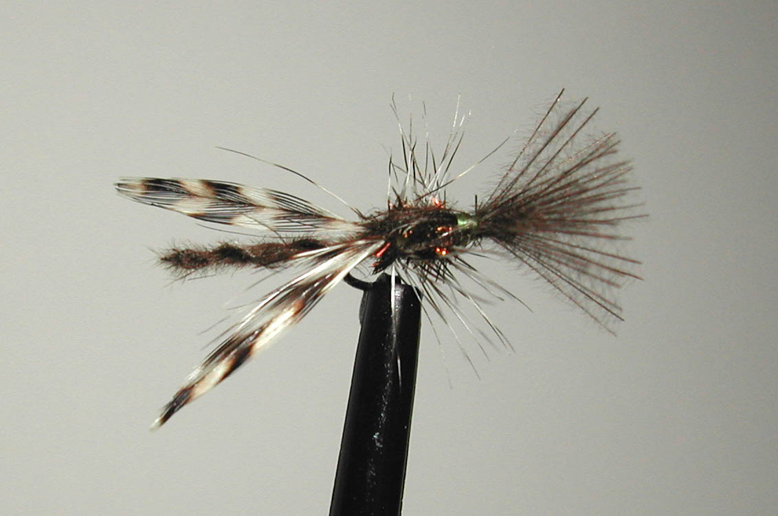 Agostino_Roncallos_Midge_8