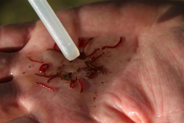 CHIRONOMIDS