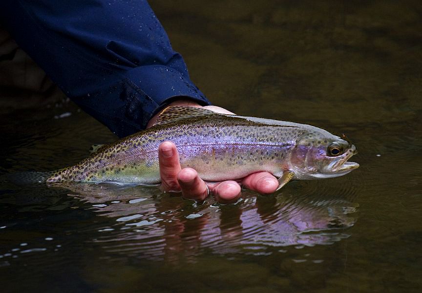 19._Reflections_of_a_rainbow_trout