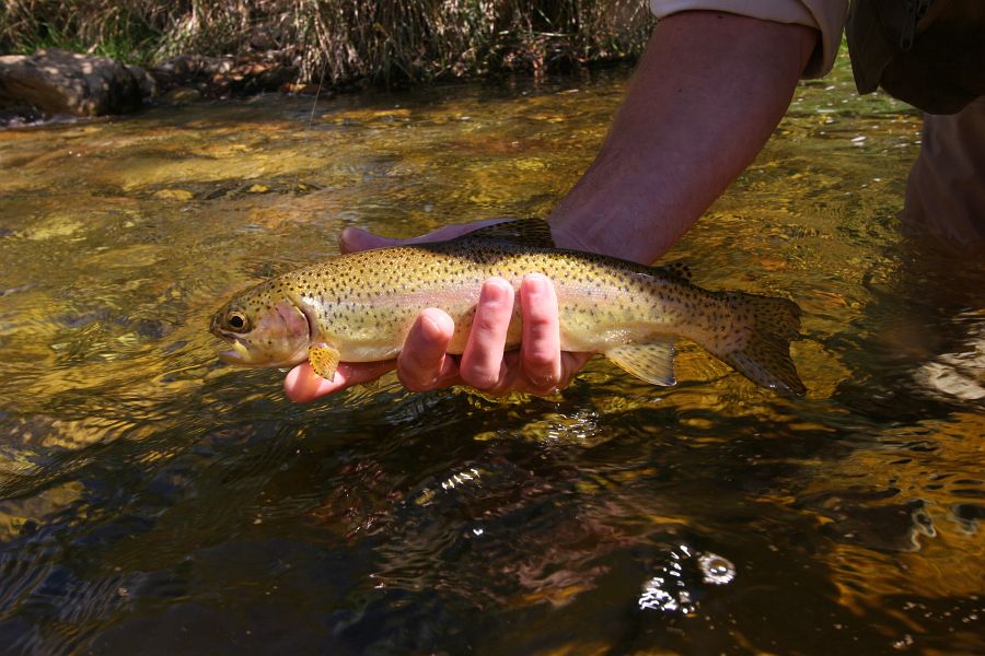 Fishs_tail_in_shadow