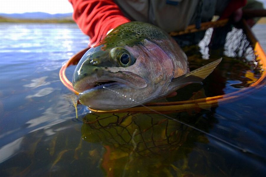 Ultra_wide-angle_lens_effect