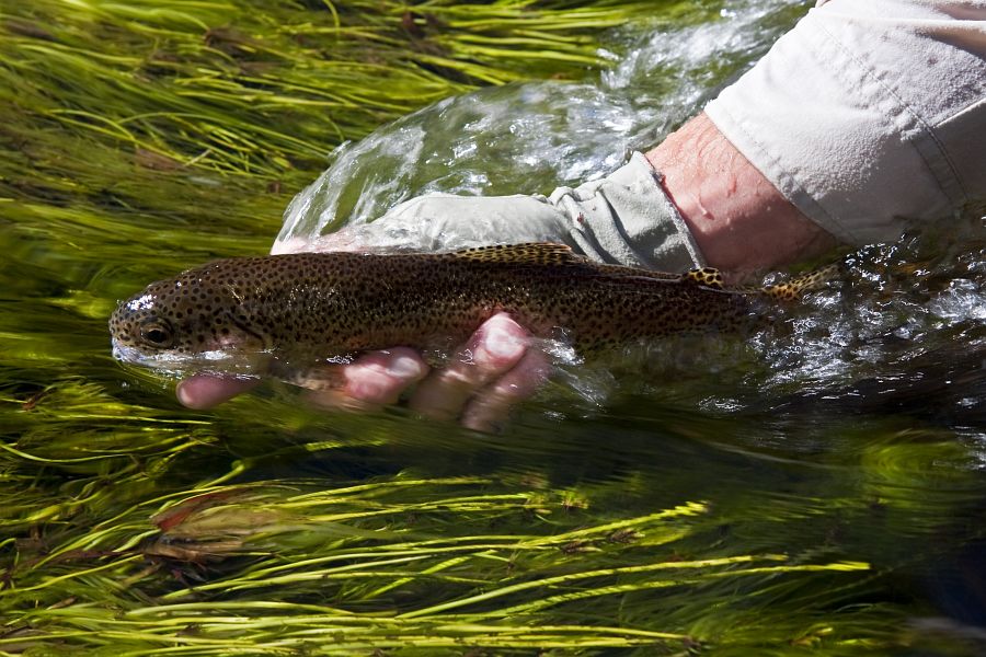 Weed_and_fast_shutter_speed