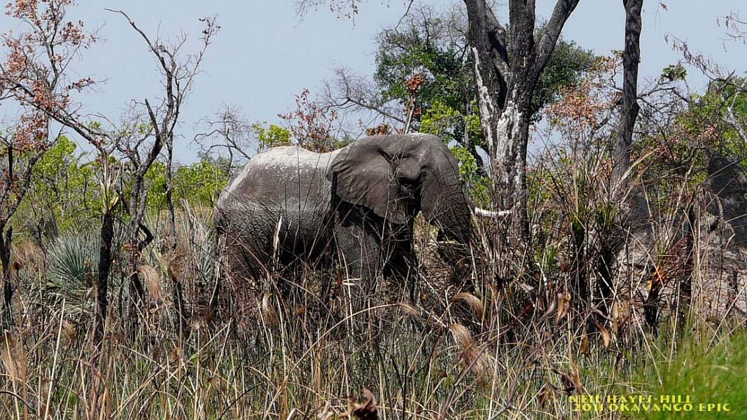 Fly_Fishing_the_Okavango_Delta_10