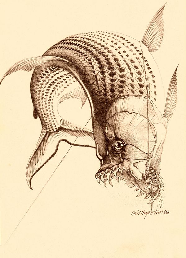 Fly_Fishing_the_Okavango_Delta_12