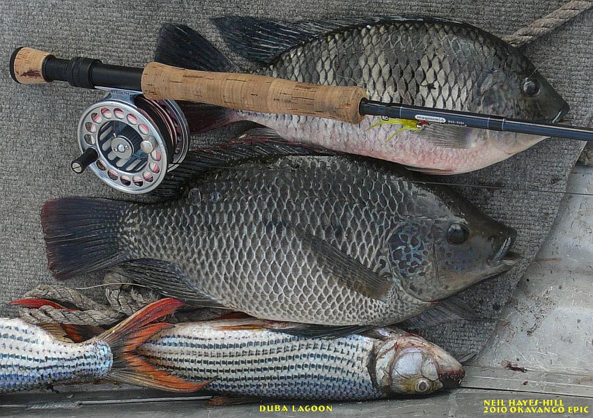 Fly_Fishing_the_Okavango_Delta_14