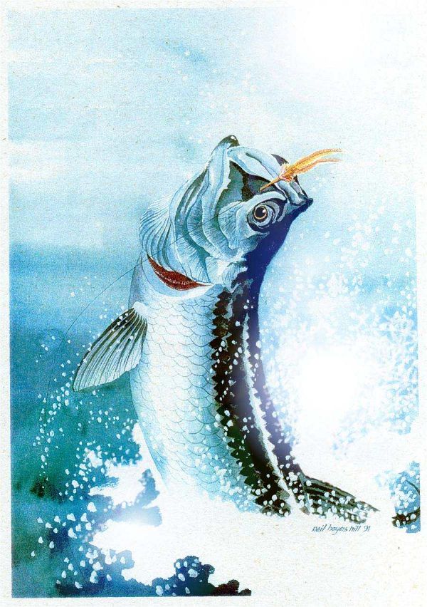 Fly_Fishing_the_Okavango_Delta_16