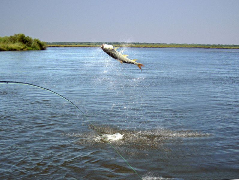Fly_Fishing_the_Okavango_Delta_25