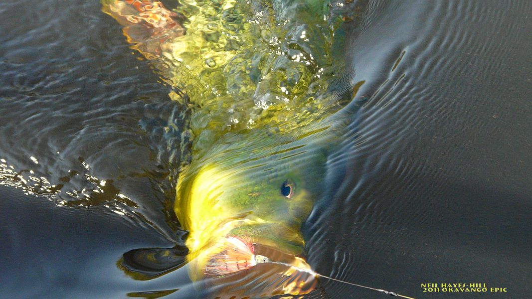 Fly_Fishing_the_Okavango_Delta_5