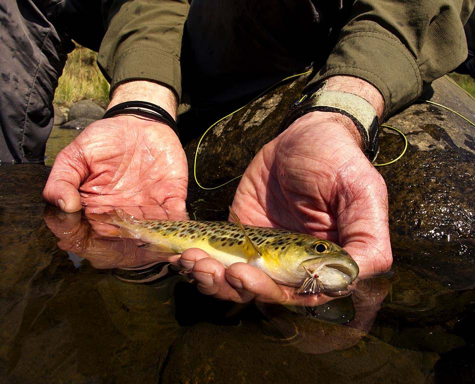 Fly_fishing_Drakensberg_streams_2