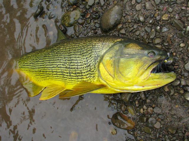 Golden_Dorado_Bolivia_Ruhan_Neethling_4
