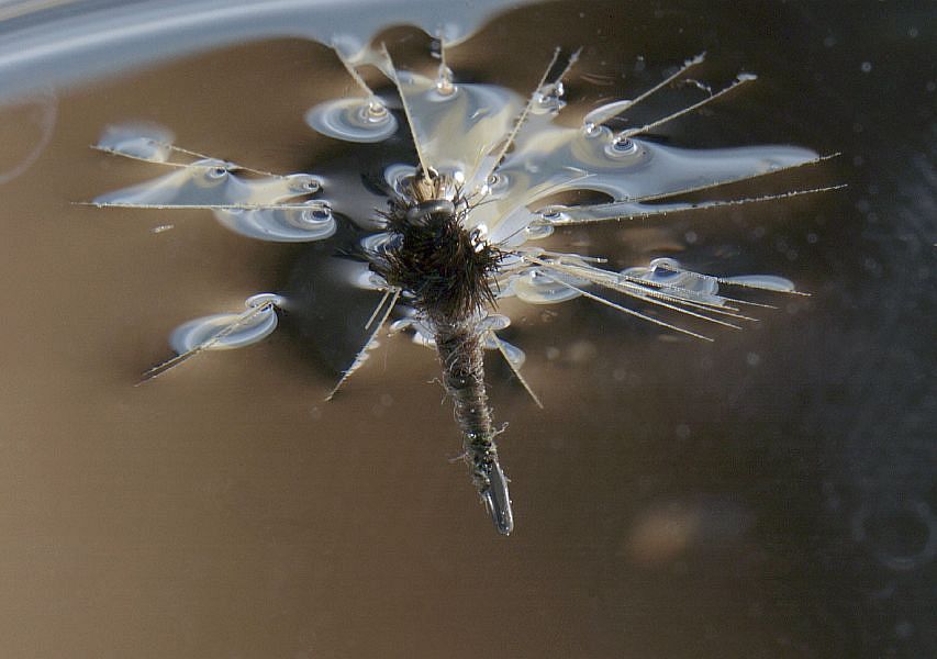 Klinkhamer_Special_in_the_water_5