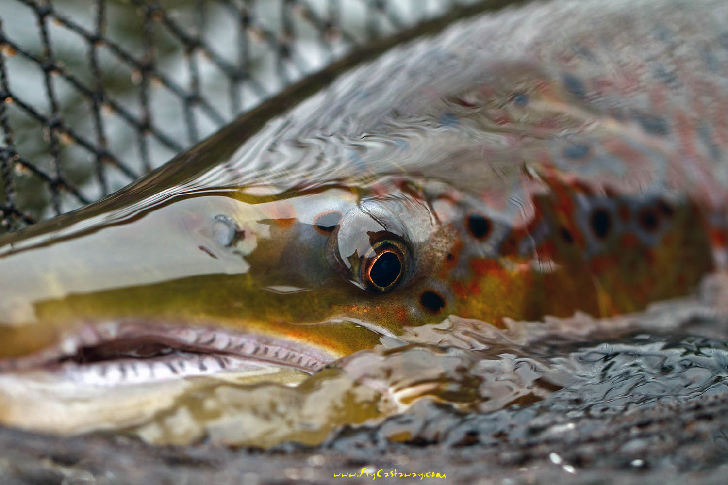Kola_Peninsula_Russian_salmon_fishing_6