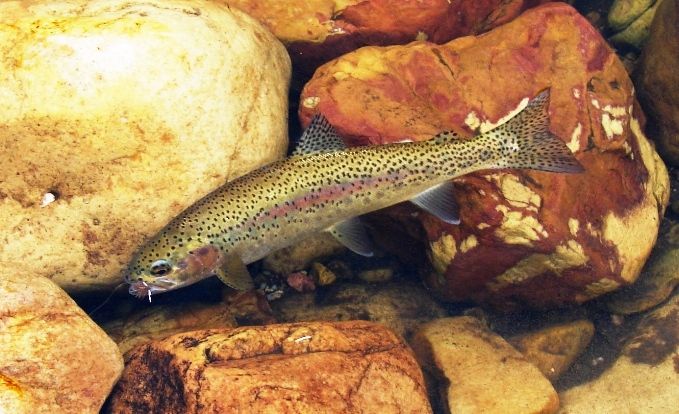 Marcel_Terbalnche_cape_stream_140_3